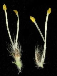 Salix basaltica. Male flowers and flower bracts.
 Image: D. Glenny © Landcare Research 2020 CC BY 4.0